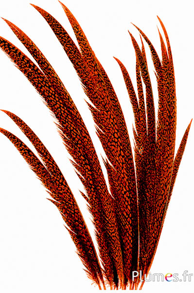 Goudfazant - 55-65 cm - oranje